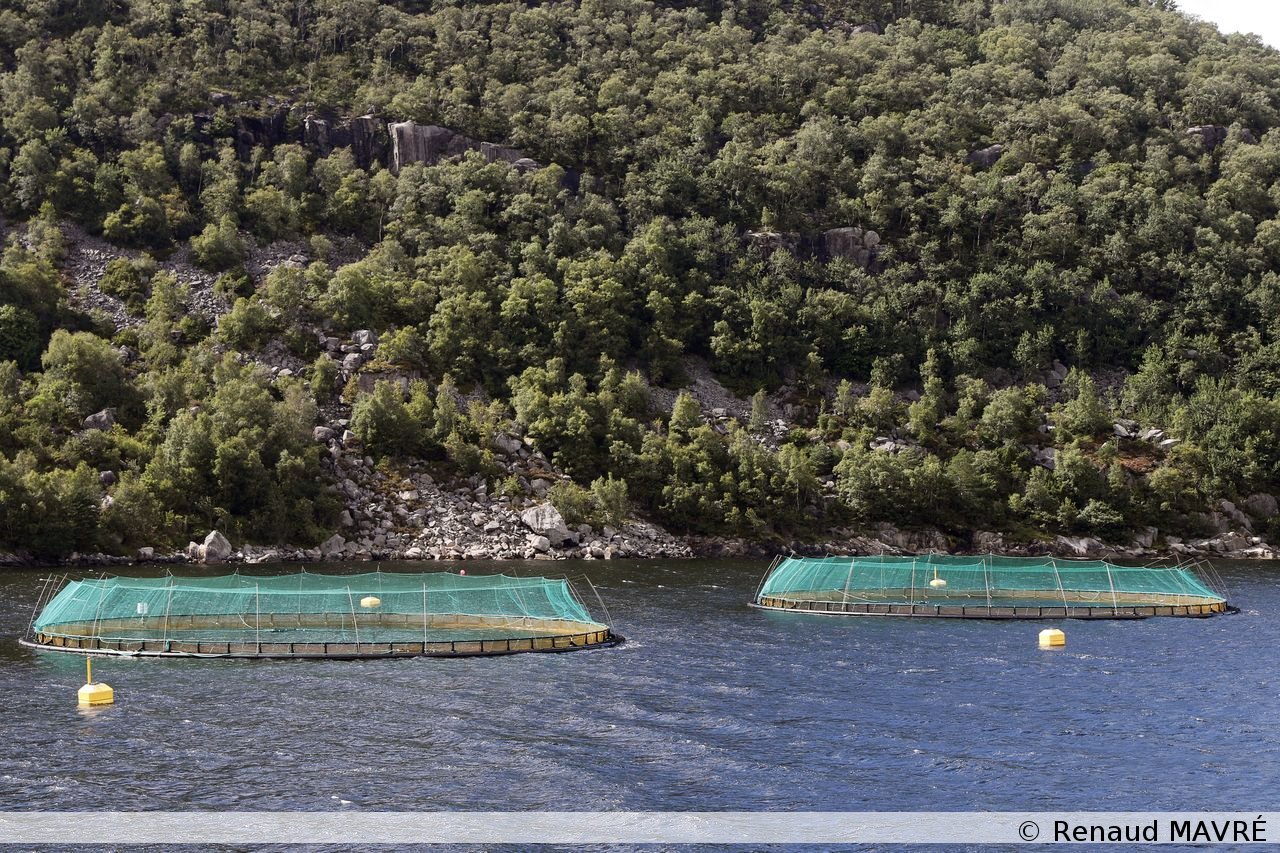 032 20231210 Vers le Lysefjord Fermes à saumons