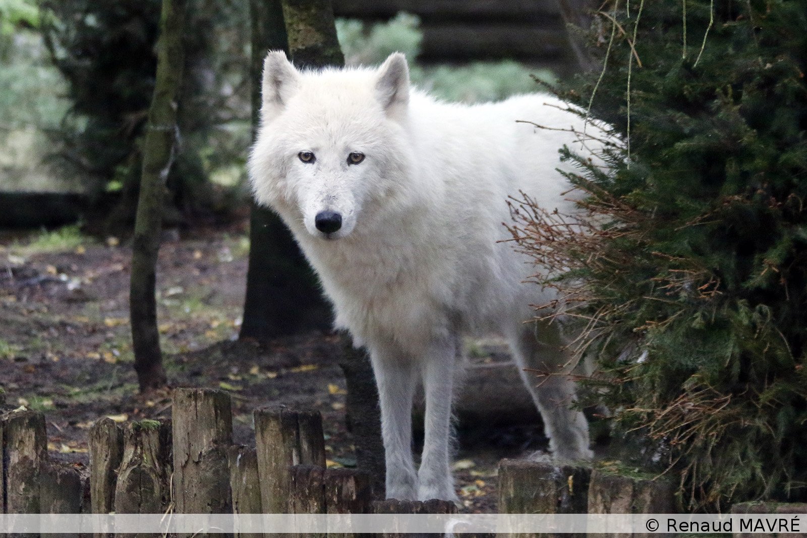 LaFleche010
