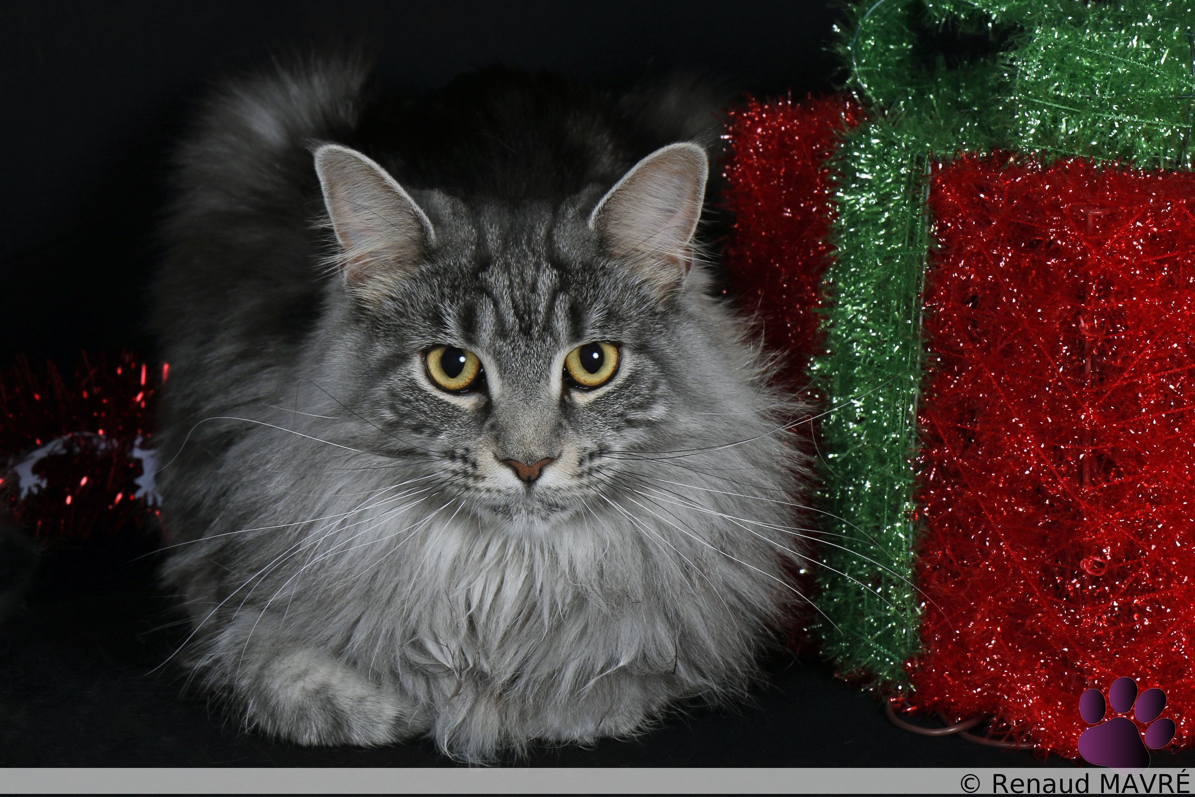 Léonardo & Nexis MG 9912 1