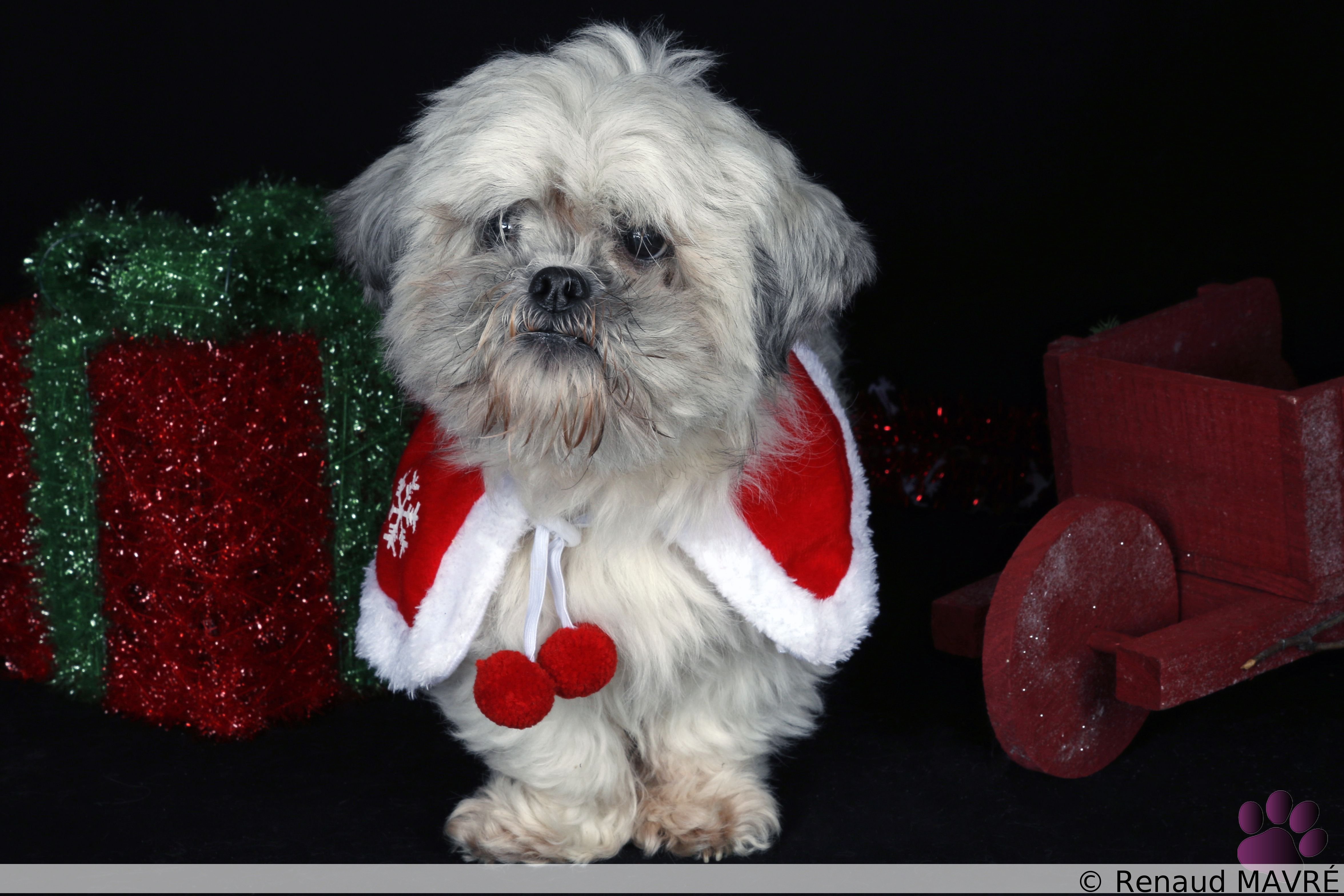 Newton & Ficel MG 9984 1