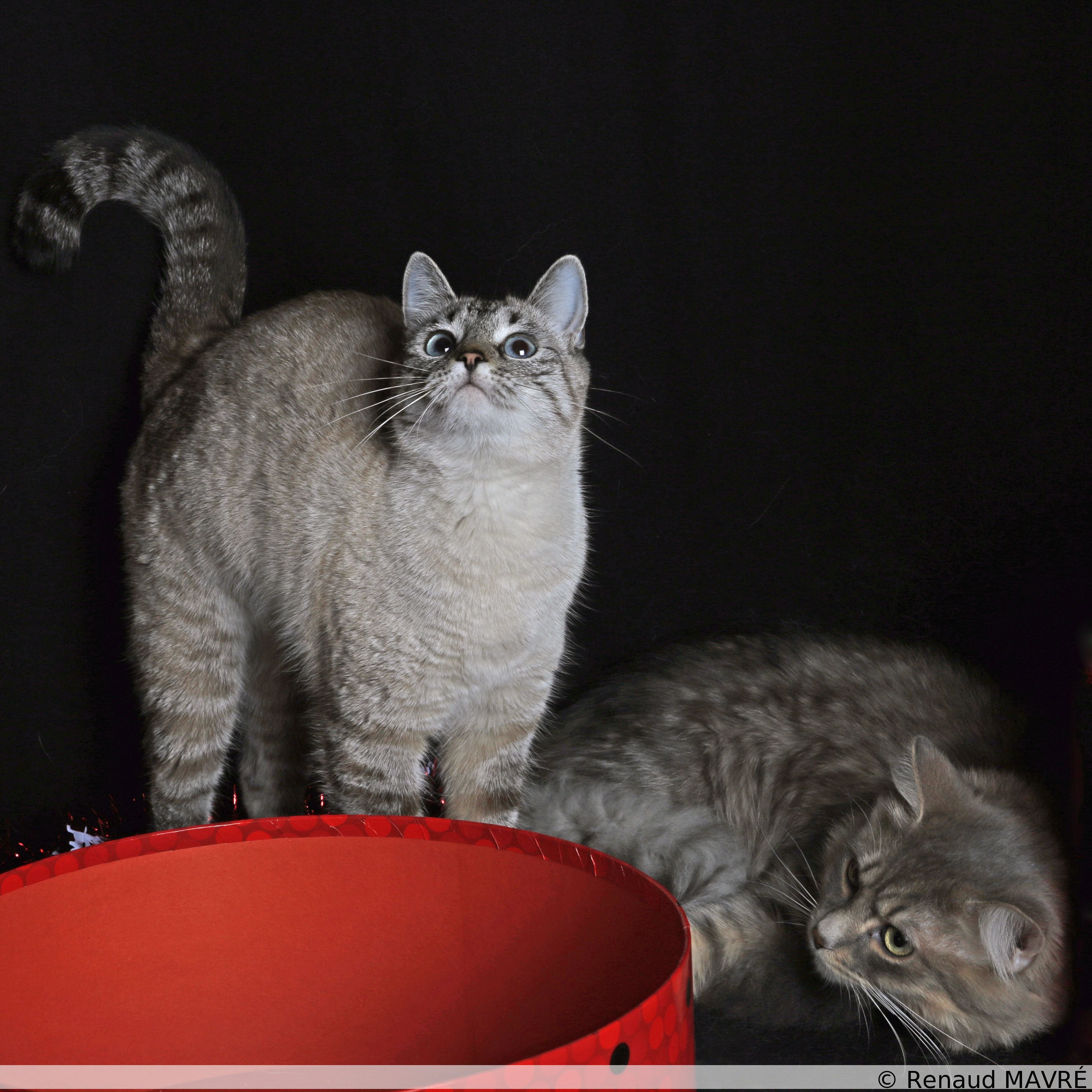 Nimba & Oslo MG 0237 Mug 1